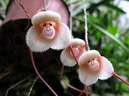 100 pezzi di semi di orchidea giapponese faccia scimmia:Seeds