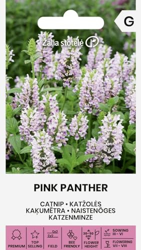 Zalia stotele | Nepeta - PINK PANTHER Sementi di fiori | Perenne compatta fiori rosa | Fioritura estiva | Per aiuole soleggiate | Semi ornamentali | 1 bustina