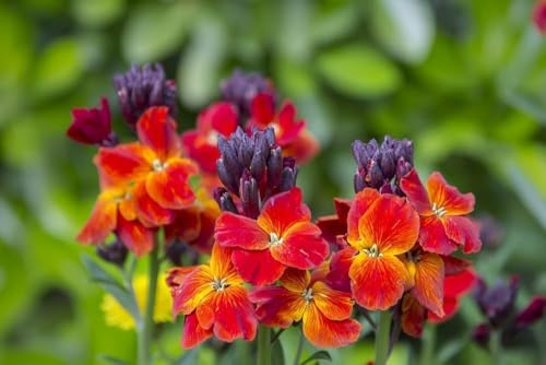 Goldlack, Erysimum cheiri-rot, frosthart