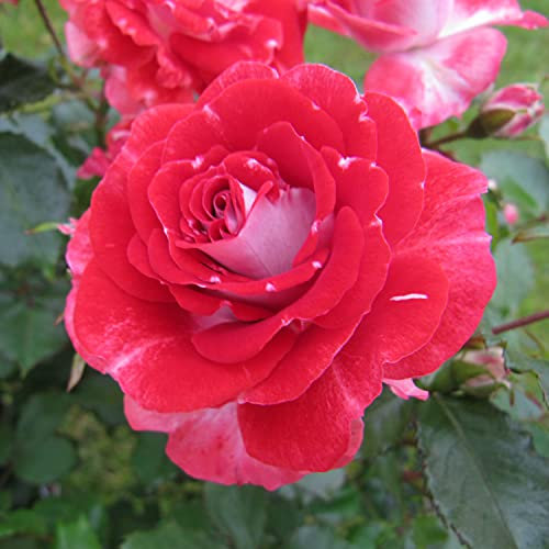 My Mum - 5.5lt Potted Floribunda Garden Rose Bush - Highly Attractive Red & Silver - Great Gift, Mother's Day Rose