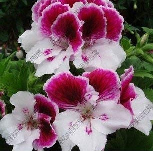 Due Colori Bianco Rosso Univalve Geranio Semi perenne Fiore Semi Pelargonium Peltatum Semi per Camere Interno 10 / PCS 15: Semillas