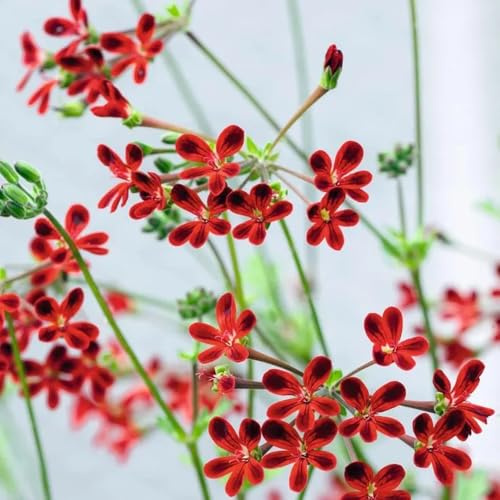semi di geranio ornamentali decorazione gerani pelargonium appesi da giardino, resistenti all'esterno decorativi resistenti balcone 85pcs