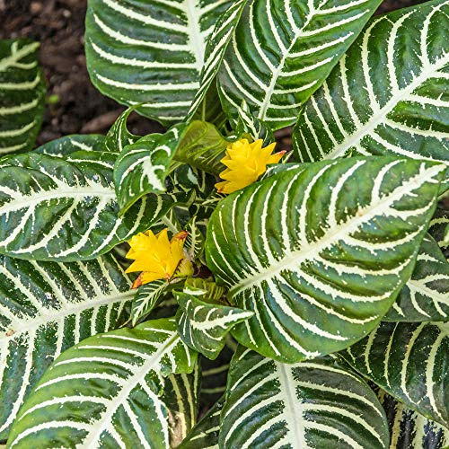 Aphelandra Green - Zebra Plant | Best Indoor Plants | 25-35cm Potted Plant