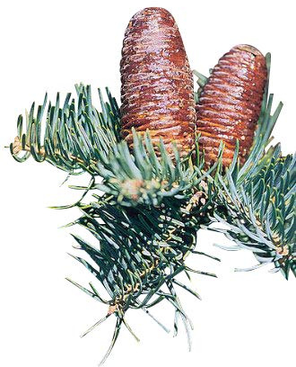 Blaue Kolorado-Tanne (Abies concolor) 10 Samen >Frisches Saatgut< -Sehr beliebte Tanne-