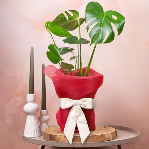 Monstera Swiss Cheese Plant | Air-Purifying Houseplant | (30-40cm Incl. Pot)