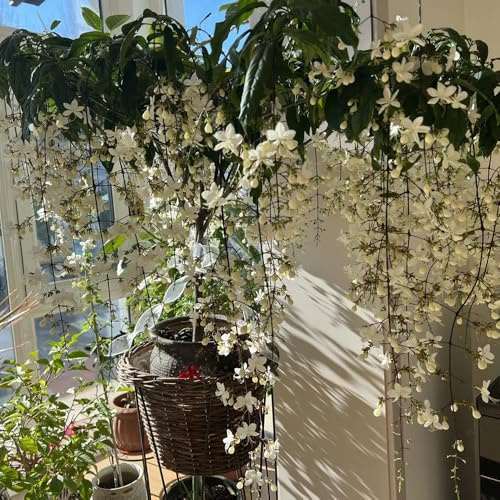 Clerodendrum wallichii - Jazmín de balcón semillas de silvestres, siembra otoño interior 100pcs