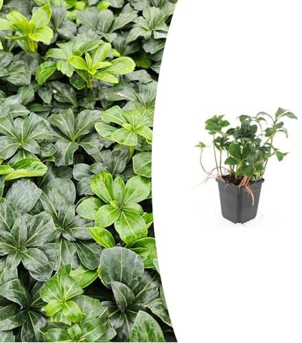 Exotenherz Bodendecker - Schattengrün - Dickmännchen - Pachysandra 'Green Sheen' - 9cm Topf - Set mit 12 Pflanzen