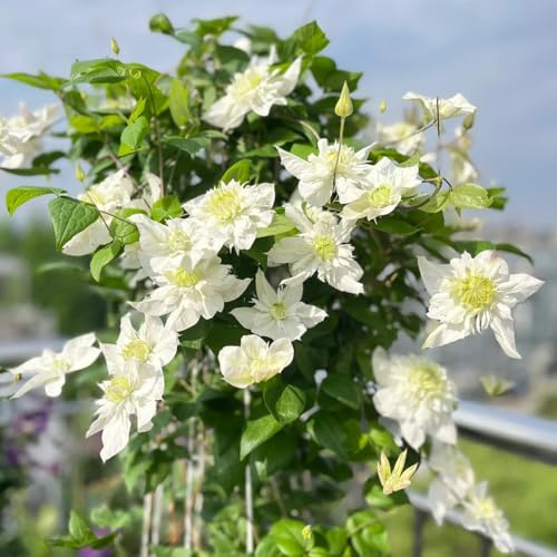 2zwiebeln clematis - wildblumen balkonblumen kletterpflanzen clematis, winterharte kübelpflanzen decoration, zimmerpflanzen winterhart