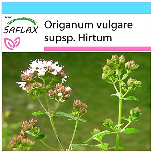SAFLAX - Set regalo - Orégano griego - 600 semillas - Con caja regalo/envío, etiqueta para envío, tarjeta de felicitación y sustrato de cultivo y fertilizante - Origanum vulgare