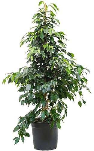 Árbol Natural Ficus Benjamina Verde Mide ± 95cm Planta de Interior Natural