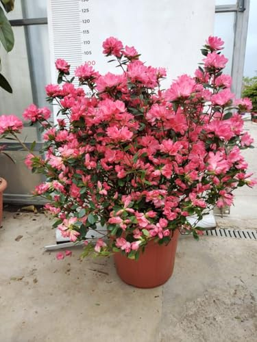 Planta Rododendro Azalea Florero CM 45 (Foto Real) Colores Mezclar