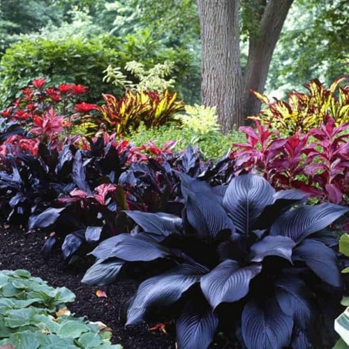 Raro Hosta bulbi,Piante perenni,Hosta pianta vera,resistenti al freddo,Tagliare,Facile da curare(non artificiali)-6 bulbi-E