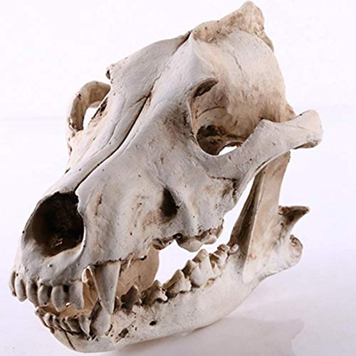 Escultura de cráneo de lobo modelo de esqueleto de perro lobo simulación de cráneo de animales, modelo de calavera, hogar, oficina, bar, decoración de manualidades