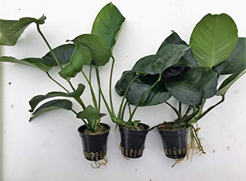 Anubias Barteri spärrblad, abborre, 3 krukor akvarieväxter vattenväxter