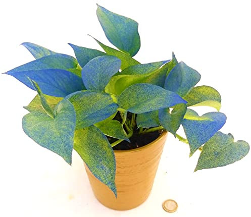 POWERS TO FLOWERS - POTHOS NEON COLOR LIFE BLU IN VASO CERAMICA ORO, v12cm, pianta vera