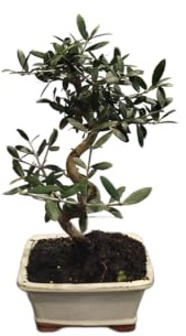 Bonsái de Olivo DECOALIVE - Planta Viva, Belleza Duradera, Fácil Cuidado