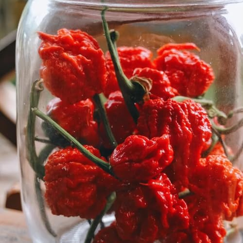 Semillas de chile Carolina Reaper, raras exóticas de chile semillas de balcón resistentes 60pcs