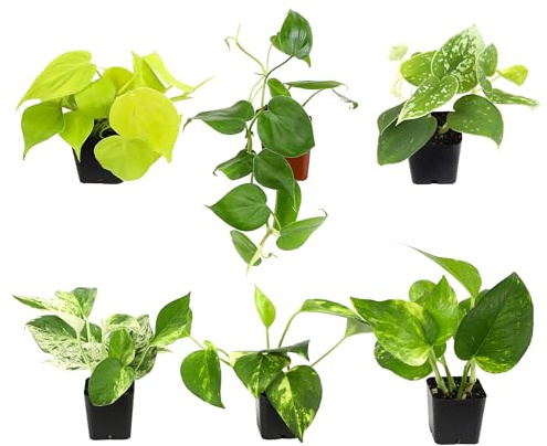 Plentiful Pothos & Philodendron (6-Pack), Pothos Live Plant Decor, Office Plants, Real Plants, Easy Indoor Plant, House Plants Indoors Live Plants Indoor Plants Live Houseplants by Plants for Pets