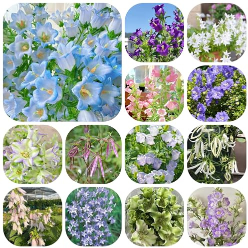 semi di campanula perenni da giardino, decorazione di campanule recisi primaverile, selvatici da giardino roccioso 500pcs