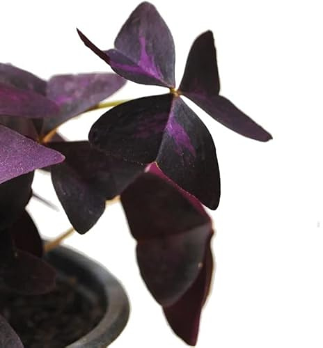 Oxalis Triangularis Trébol Natural de Tres Hojas - Color Morado