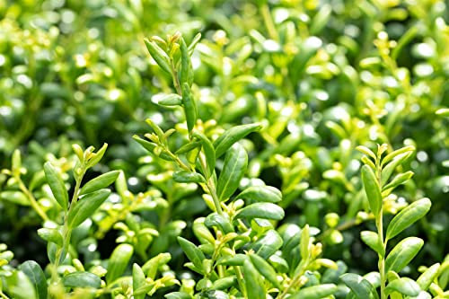 Ilex crenata 'Convexa' 50-60 cm - Japanische Stechpalme, immergrün, ideal für Hecken und Formschnitt, winterhart, pflegeleicht