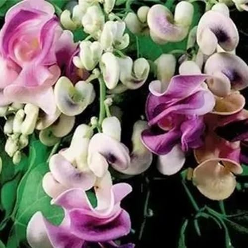 semi di fagiolo lumaca - lumaca vite - selvatici da balcone, recisi vigna caracalla decorazione da giardino per esterni, balcone rampicanti 65pcs