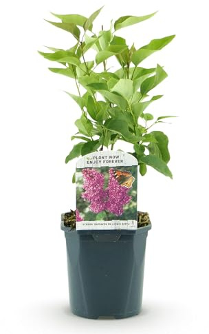 Green boutiQ - Plante de jardin - Syringa vulgaris Ludwig Spath - Lilas Commun - Rustique - Violet - 1 Plante - Pot 17cm - Hauteur 45cm