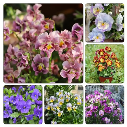 stiefmütterchen hornveilchen - blumensaat indoor kräutergarten dekopflanzen büropflanzen blumengarten frühlingsblumen bodendecker winterhart mehrjährig blumensamen kaufen blumenbeet 600samen