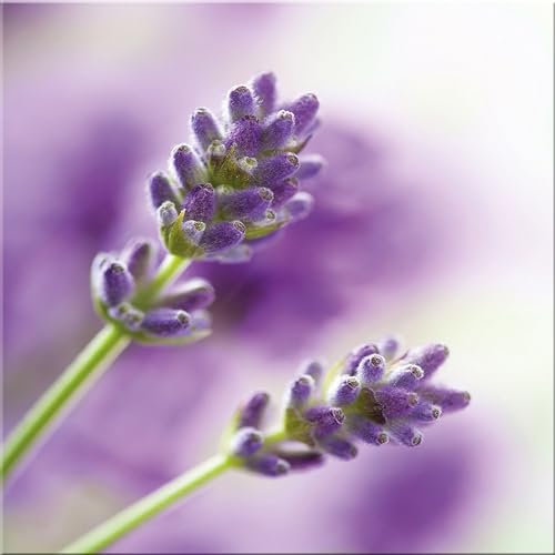 artissimo Glasbild 30x30 cm lila Lavendel Blüten AG2061A – Bild aus Glas, florales Wandbild & Wanddeko quadratisch
