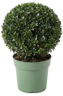 Bloomique - Ilex Crenata Jenny - Acebo Japonés - Gaulteria - Resistente - Plantas de Balcón - Plantas de Jardín - 30-40 cm de Alto - Maceta de 17 cm