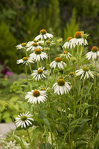 GARTEN SCHLÜTER® Prärie-Sonnenhut White Swan - Echinacea - 9 cm - Topf