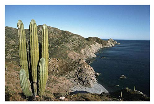 Artworks Italia - Cactus Gigante de cardón, Isla de Santa Catalina, Mar de Cortez, Baja California, México-Papel Art 32x22