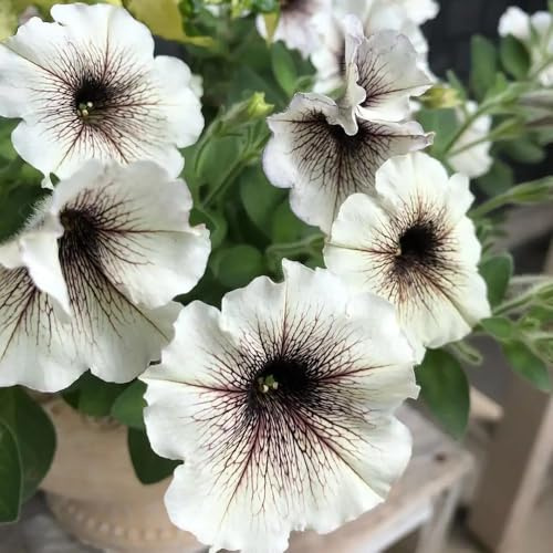 semillas de petunia, petunias colgantes de interior raras petunias primavera, resistentes en macetas Decoración orgánica balcones balcón, 130semillas