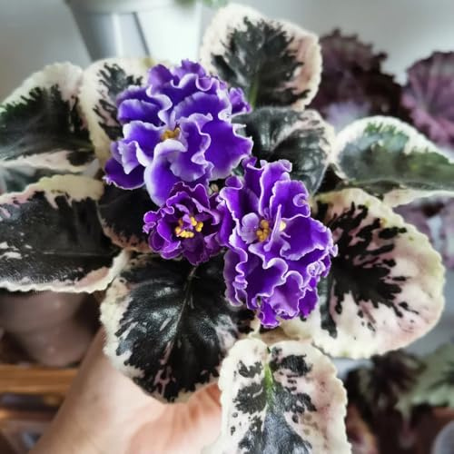 echt usambaraveilchen gartenblumen, zimmerpflanzen usambaraveilchen wildbalkonblumen, schnittblumen blumenwiese, wildblumensamen herbst deko 250samen