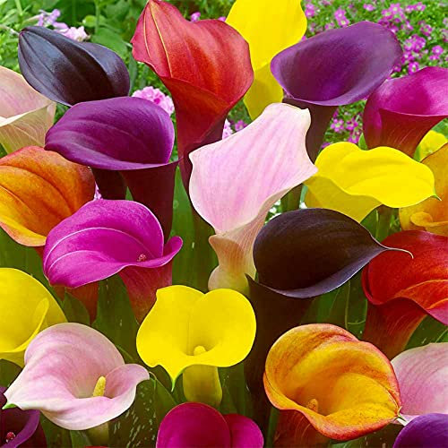 Pianta decorativa magica,Piante ornamentali Stunning,Fiori matrimonio,Calla giglio tuberi-3 Bulbi