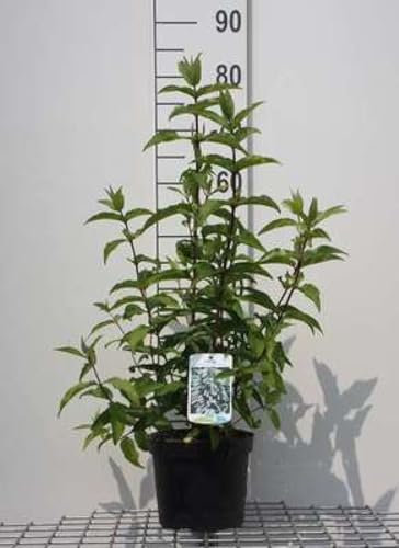 Deutzia cren. 'Pride of Rochester' - Deutzia Crenata 'Pride Of Rochester ' 60-80 cm en pot