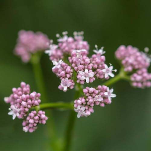 Semi di valeriana biologici, per giardino di aromatiche Valeriana officinalis, semi biologici prodotti sostenibili rare resistenti da giardino 150pcs