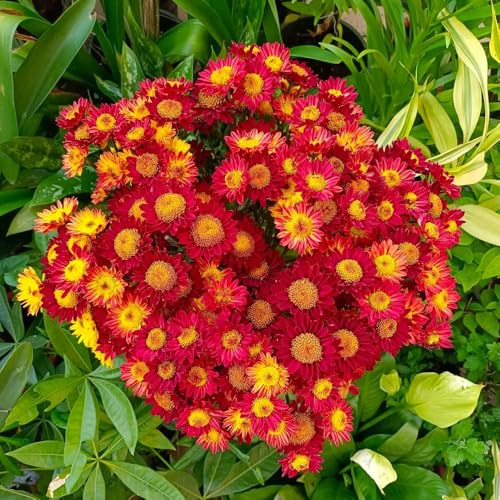 semi di margherita - biologici resistenti esterno interno decorative giardino 100pcs