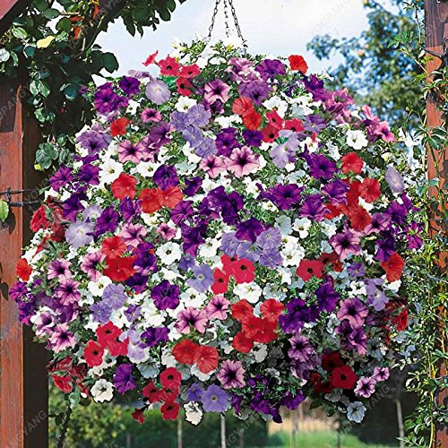 Graines De Pétunia Tranche De Citron Superbells Calibrachoa Graines Annuelles De Couleur De Fleur Rare Fleur De La Plante Bonsaï Pour La Maison Noire