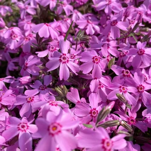 flox tappeto - Decorazioni autunnali per un giardino resistente phlox ornamentali per luoghi soleggiatito decorativo di semi di 1000semi
