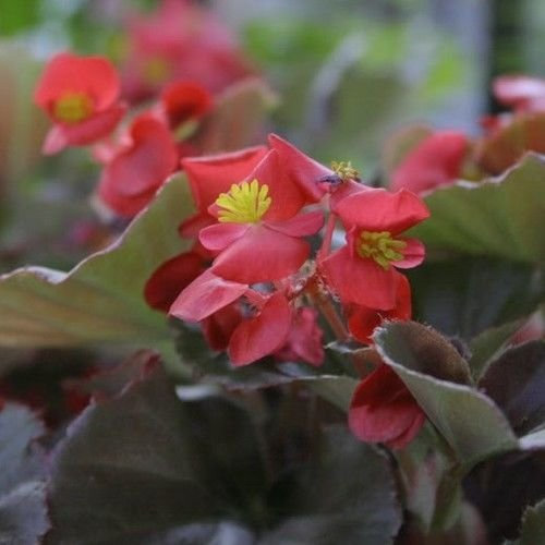 Begonia Cocktail Vodka Flower Seeds (Begonia semperflorens-cultorum)50+Pellets