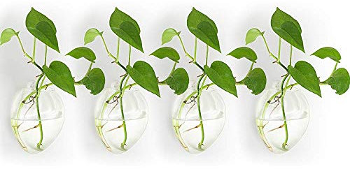 NUPTIO Glas Wandvase Blumentopf Pflanzgefäße: Wasser Wandbehang Glasvase für Pflanzen Innen - Hängetöpfe Vasen Luft Blumenvase Terrarien für Raum Wohnzimmer Dekoration 4er-Set