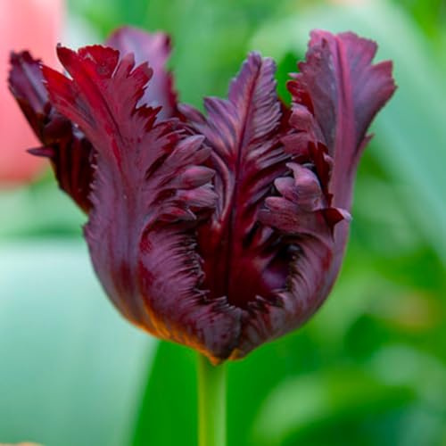 6 bulbes de Tulipes Perroquet 'Black Parrot' | Circonférence 12/+ cm | Bulbes provenant des meilleurs producteurs néerlandais | Sélection exclusive et contrôle qualité | Floraison garantie.