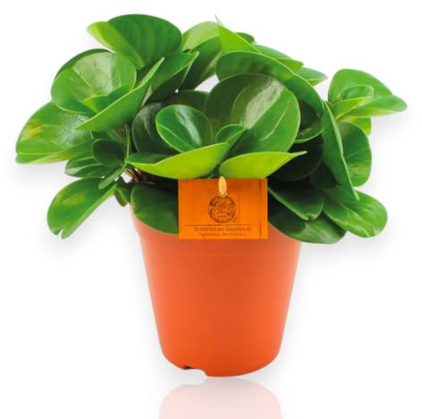 Gardenaria Peperomia obtusifolia 'Green gold' Pianta da Interno, Verde e Crema, 25 cm, Vaso 15
