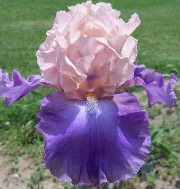 Celebration Song, Colorful Bearded REBLOOMING IRIS (1) Rhizome/Bulb/Root Ready for Planting Now