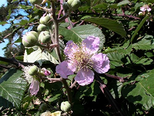 100 Brombeersamen (Rubus Ulmifolius)