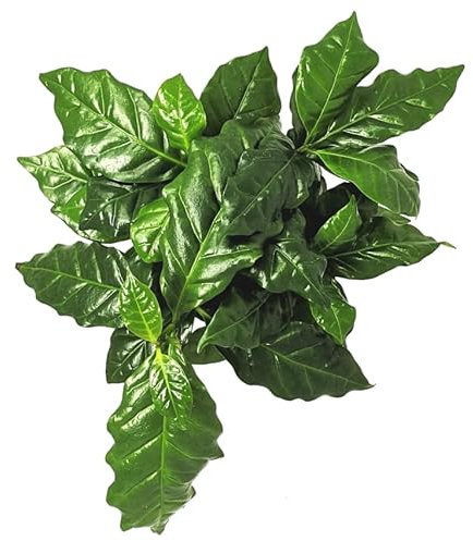 Planta del Café Planta Natural de Riego Moderado Ideal para Principiantes