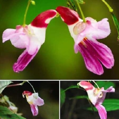 Semi di orchidea pappagallo, 50 pezzi misti