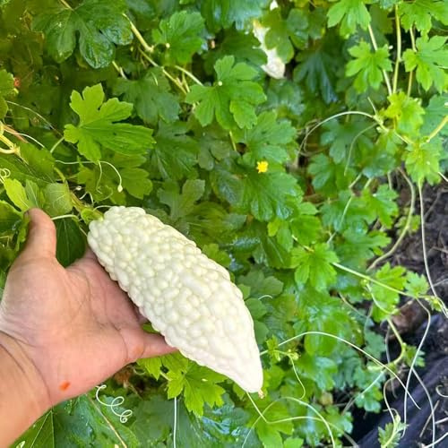 bittermelone gartenpflanzen winterhart mehrjährig bitter gourd exotische kletterpflanzen bio gemüsesamen alte sorten winterharte garten gemüsesamen anzucht kletterpflanzen seltene alte 250samen