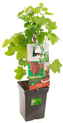 Grosella Roja Planta Natural para Cultivar en el Exterior del Hogar